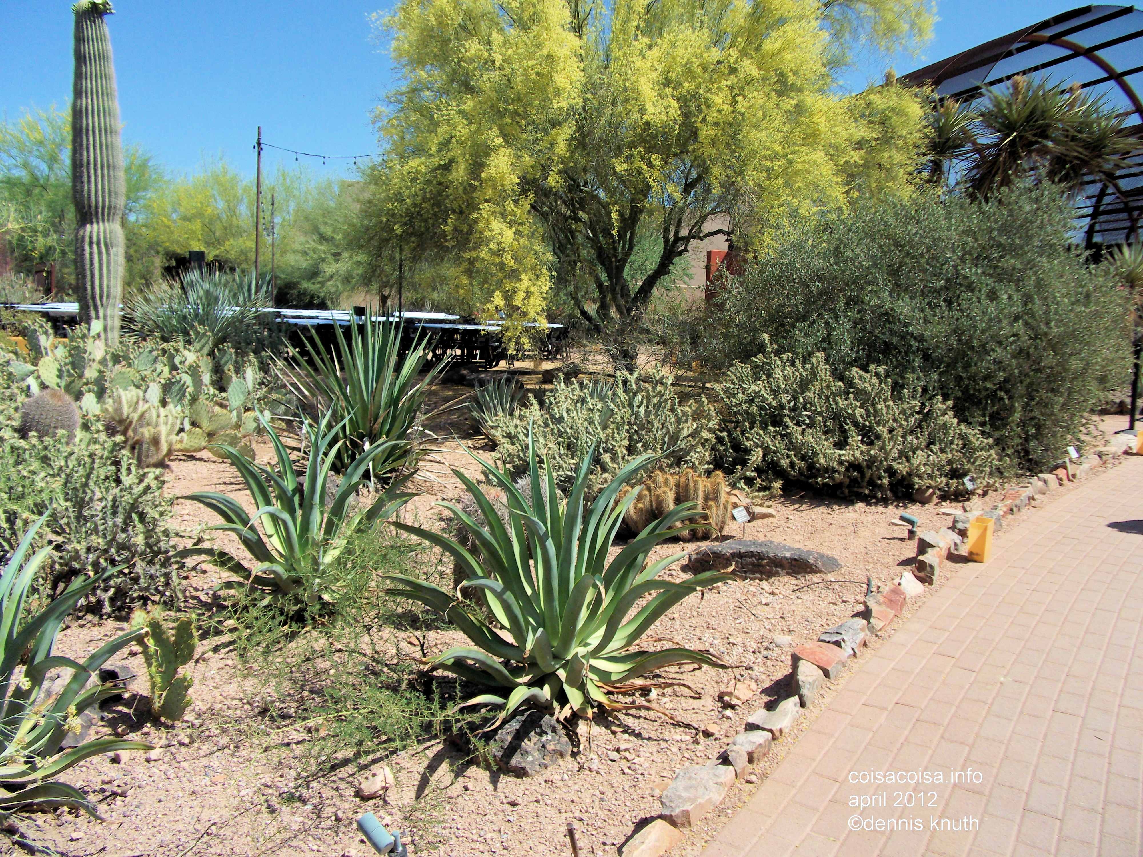 Pathway of groomed flora in the Phoenix Botanical Garden