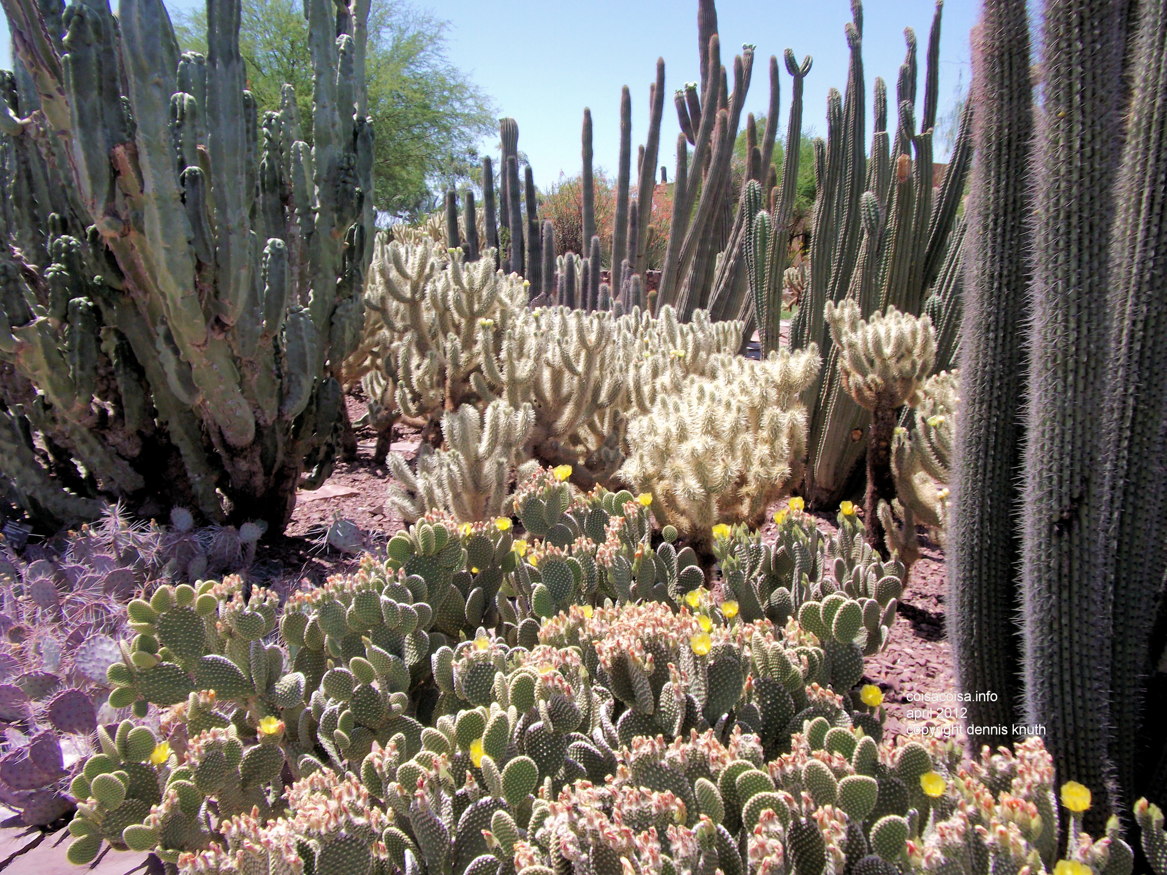 Mature group of cacti displayed featuring the Prickly Pear