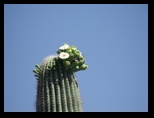 Saguaro blossoms on top at the garden