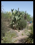Managed desert flora at the Botanical Garden
