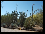 Cacti families are grouped in the Phoenix Botanical Garden