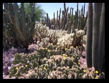 Mature group of cacti on display