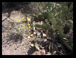 Cacti conglomerate near  Payson Arizona