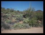 Prickly pear cacti were everywhere near Payson Arizona