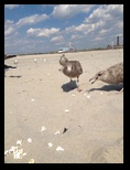 Nasty Seagulls