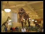 Jared and Kelsey visit the Museum of Natural History in New York