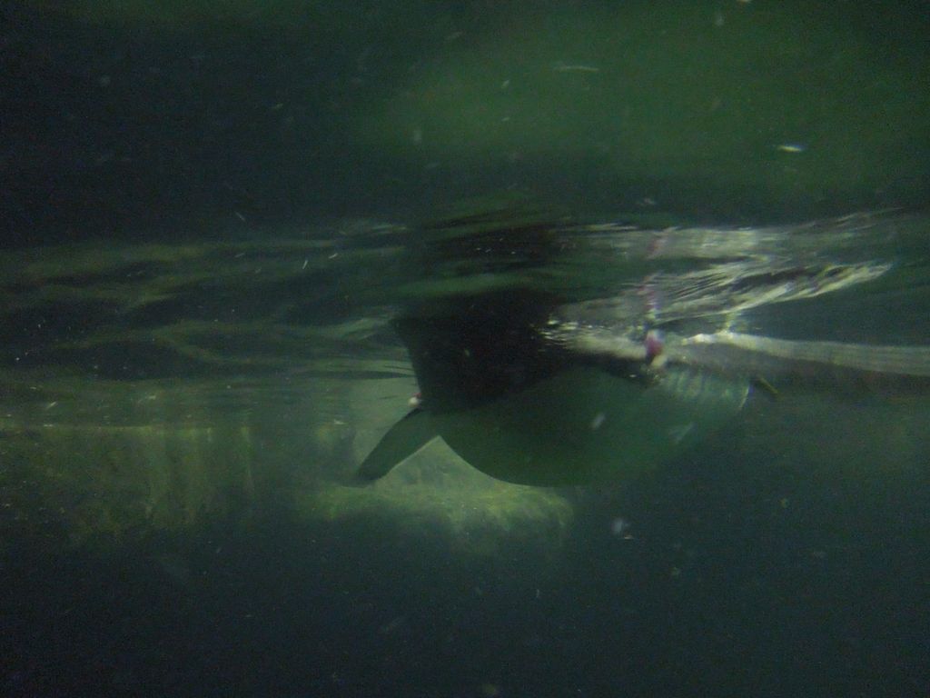 Penguins underwater body
