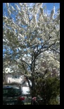 Elmhurst Blossoms