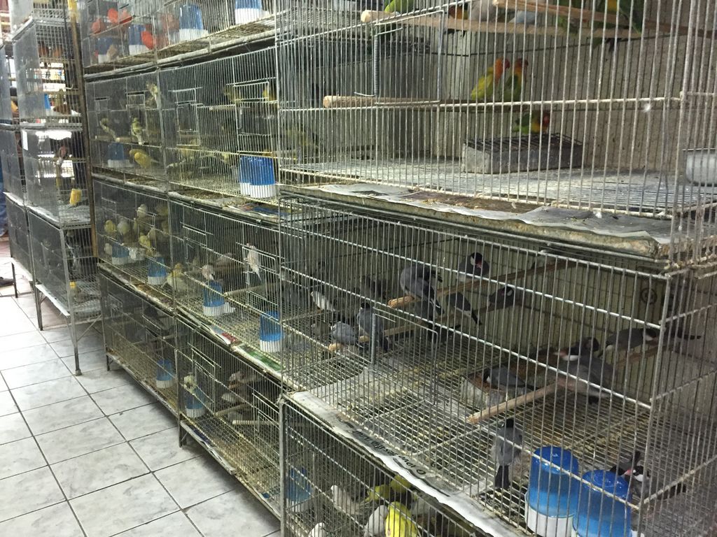 Pet Birds at the Central Market in Belo Horizonte