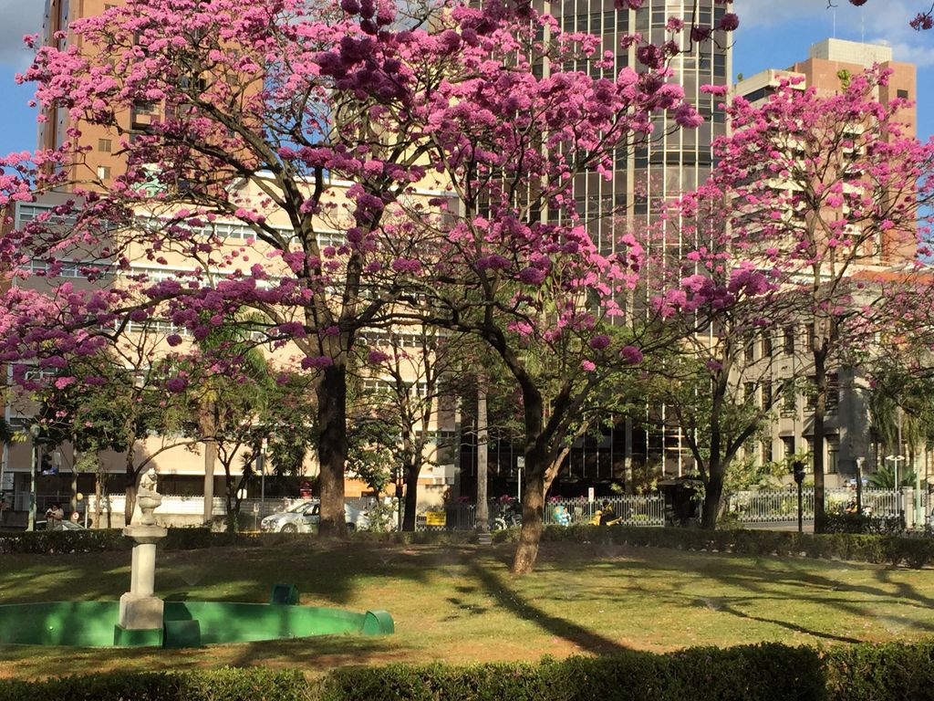 Blossoms in Liberty Square