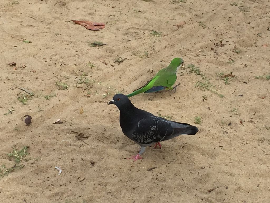 A parrot and a pigeon