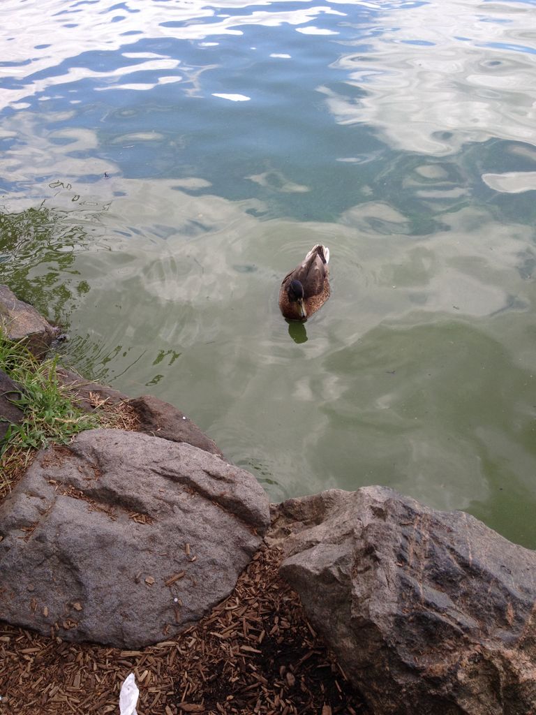 Quack begs for food