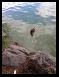 A duck begs for food