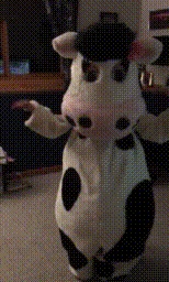 Dancing Cow Video