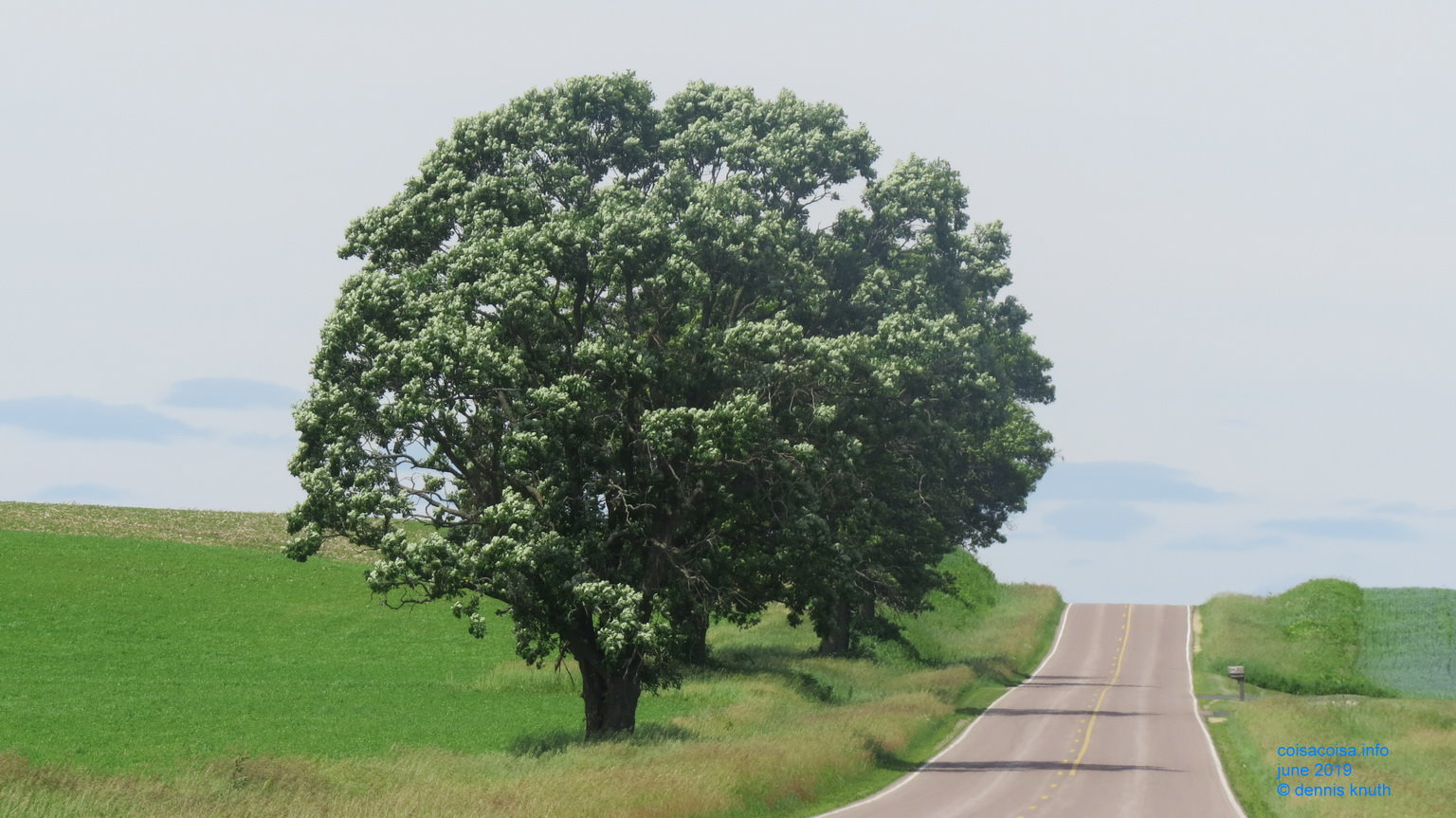 Oak tree grove along County Highway T Near Durand Wisconsin