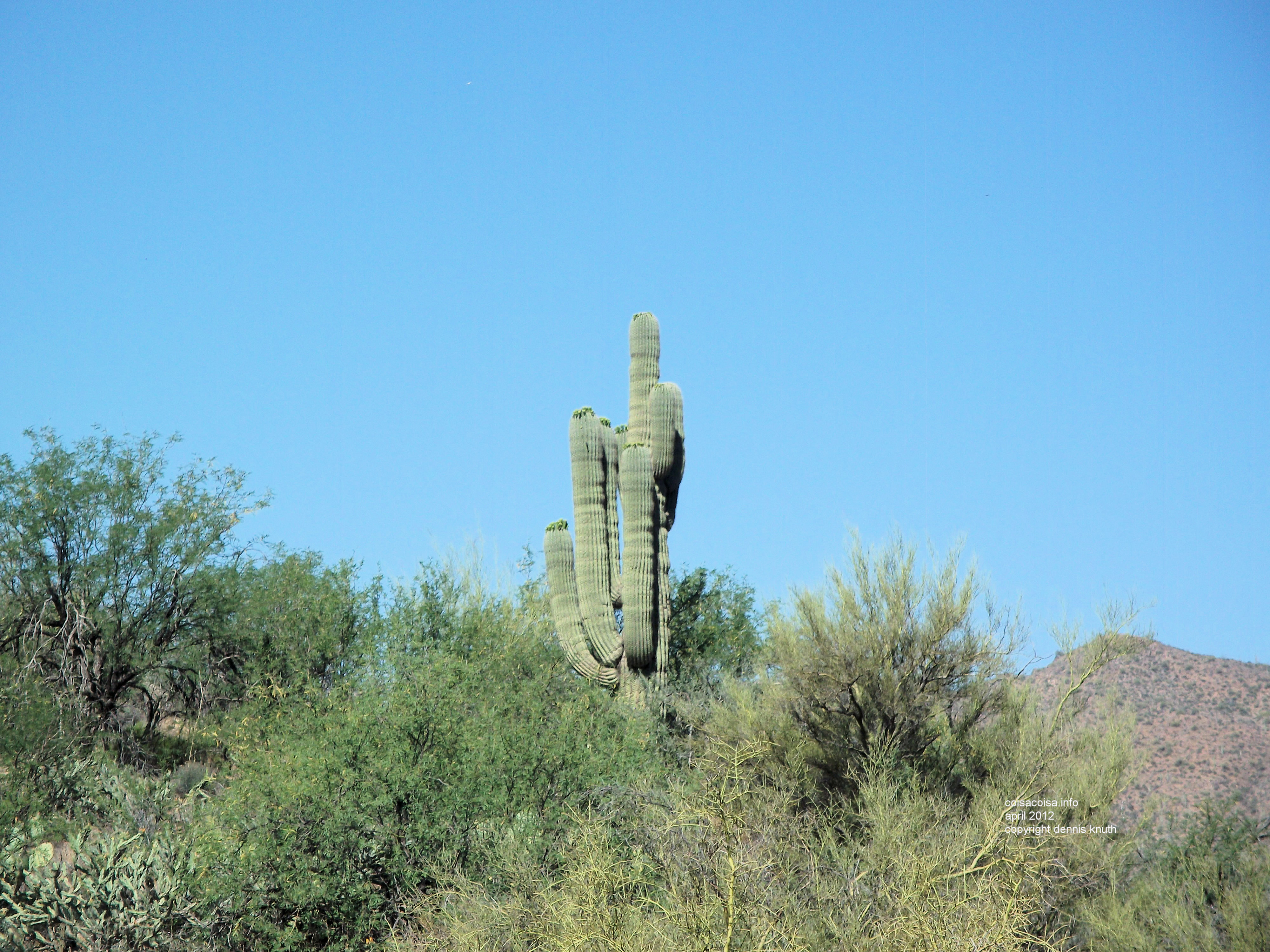 One single Saguaro Cactus dominates the horizon