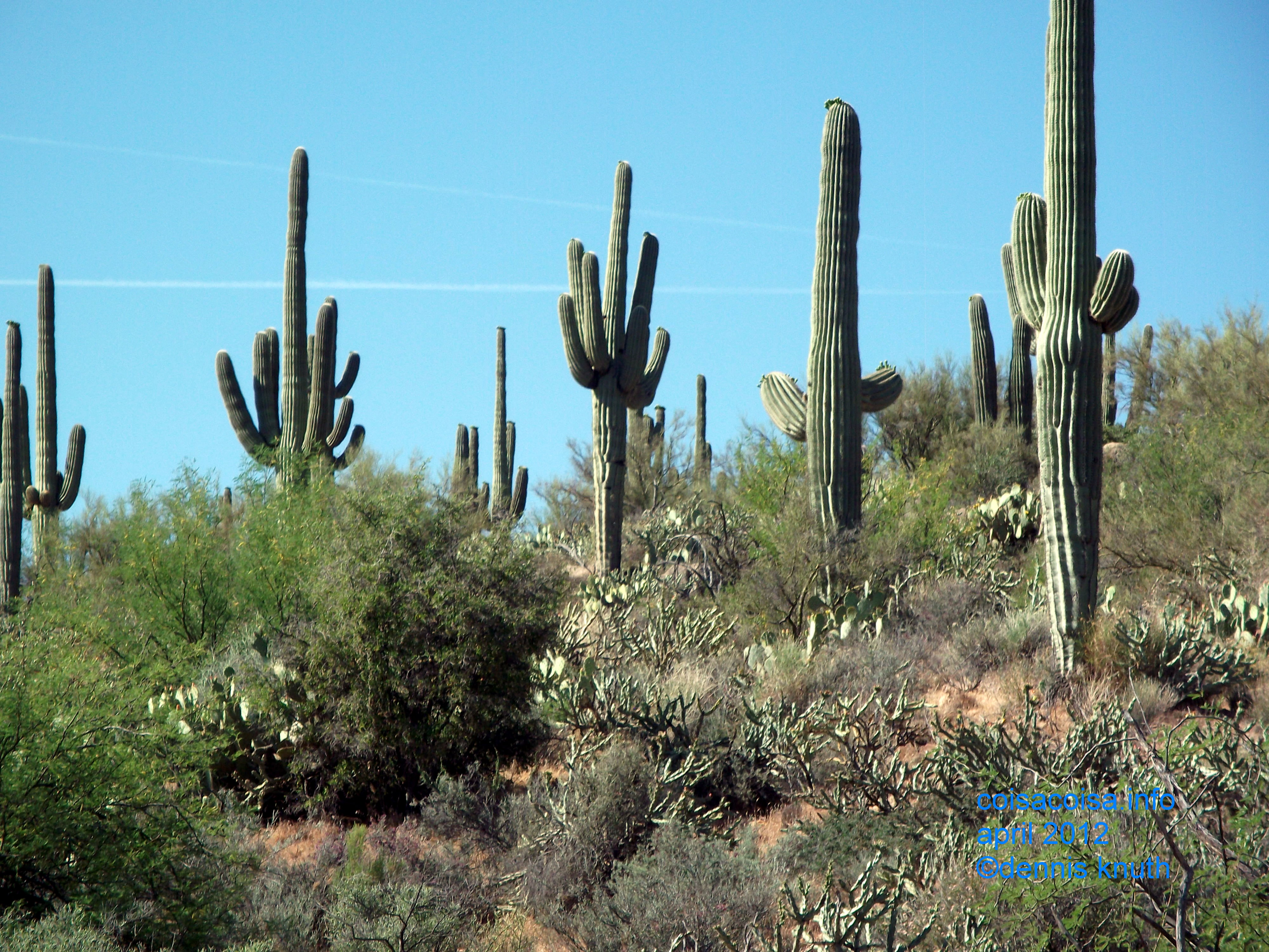 Saguaro cactus in a desert forest between Payson and Phoenix