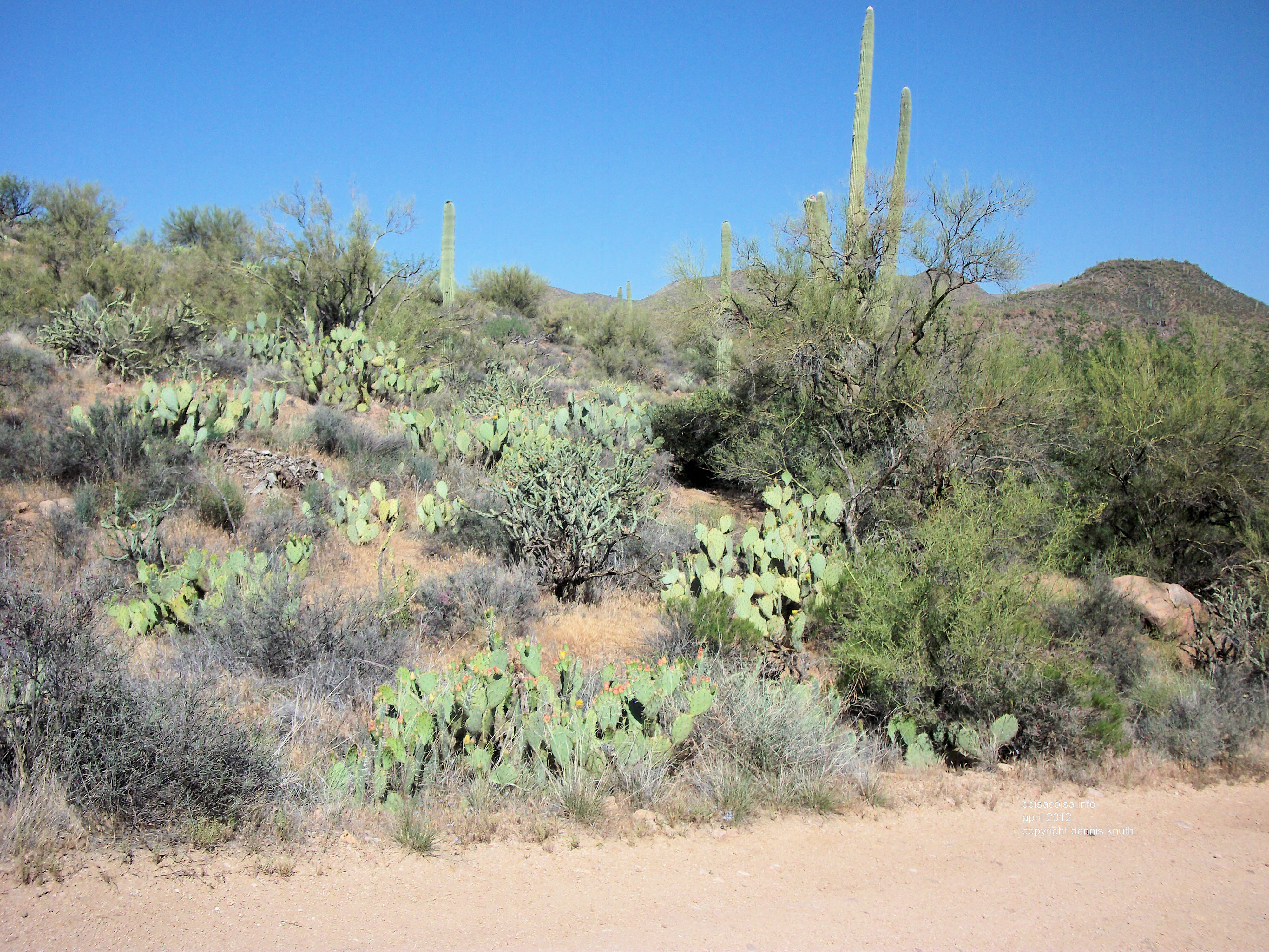 Prickly Pear cacti were everywhere near Payson Arizona
