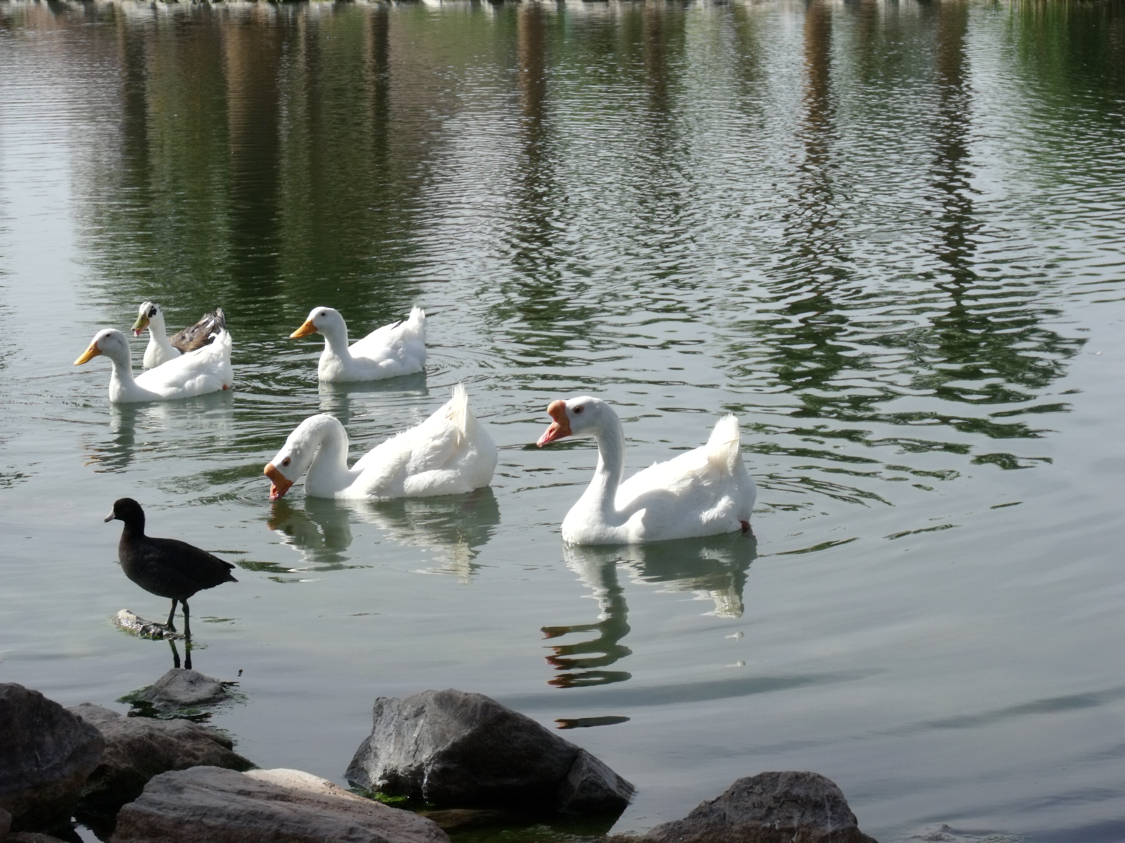 White Birds and a Coot