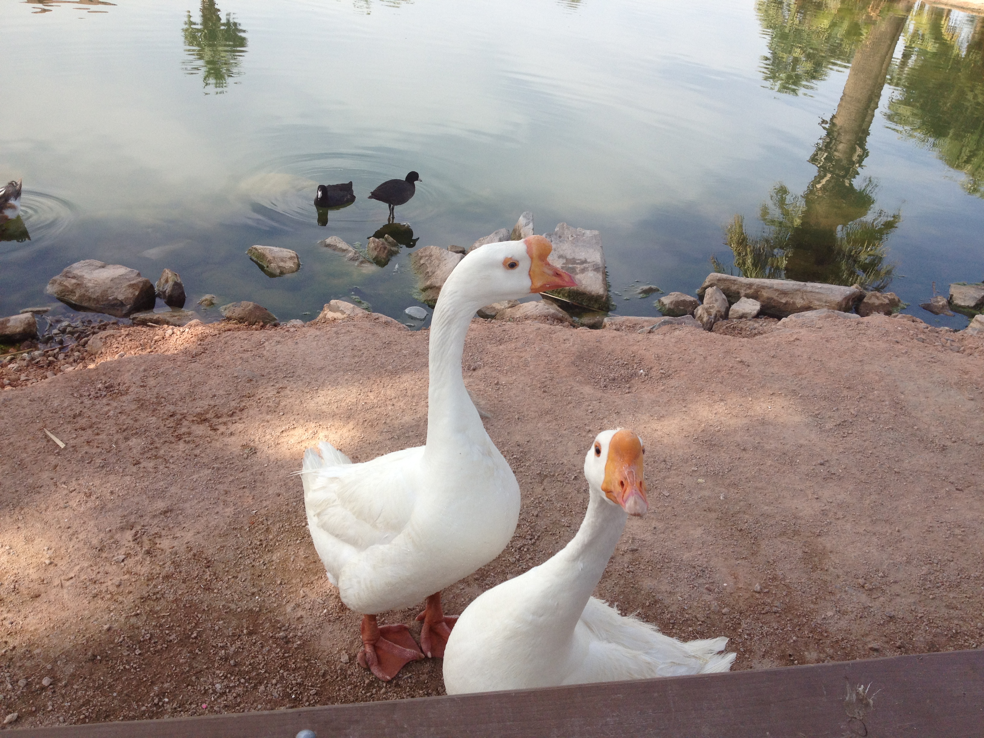 Geese as a Pair in Papago