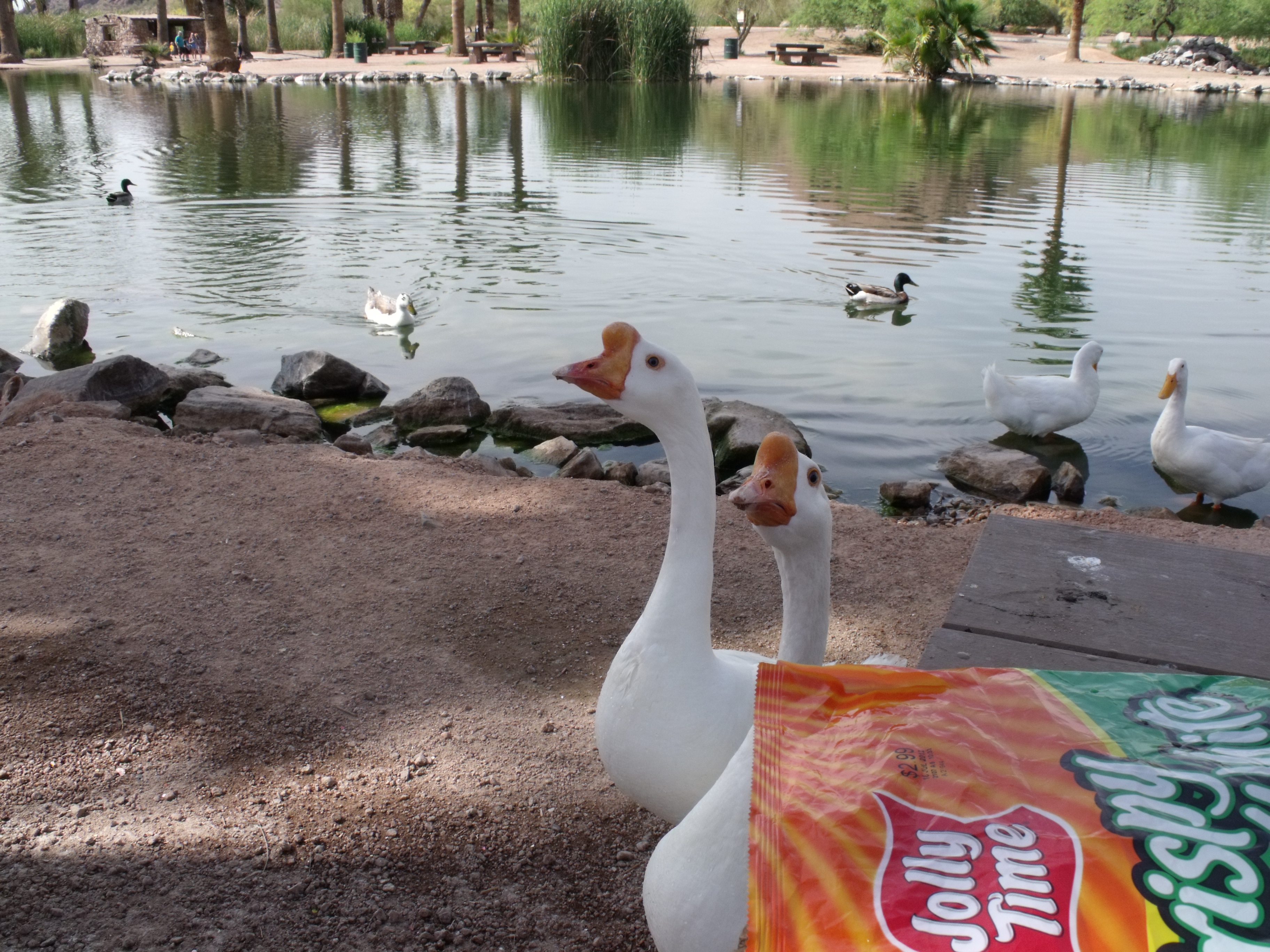 Feeding Jolly Time Popcorn to Geese