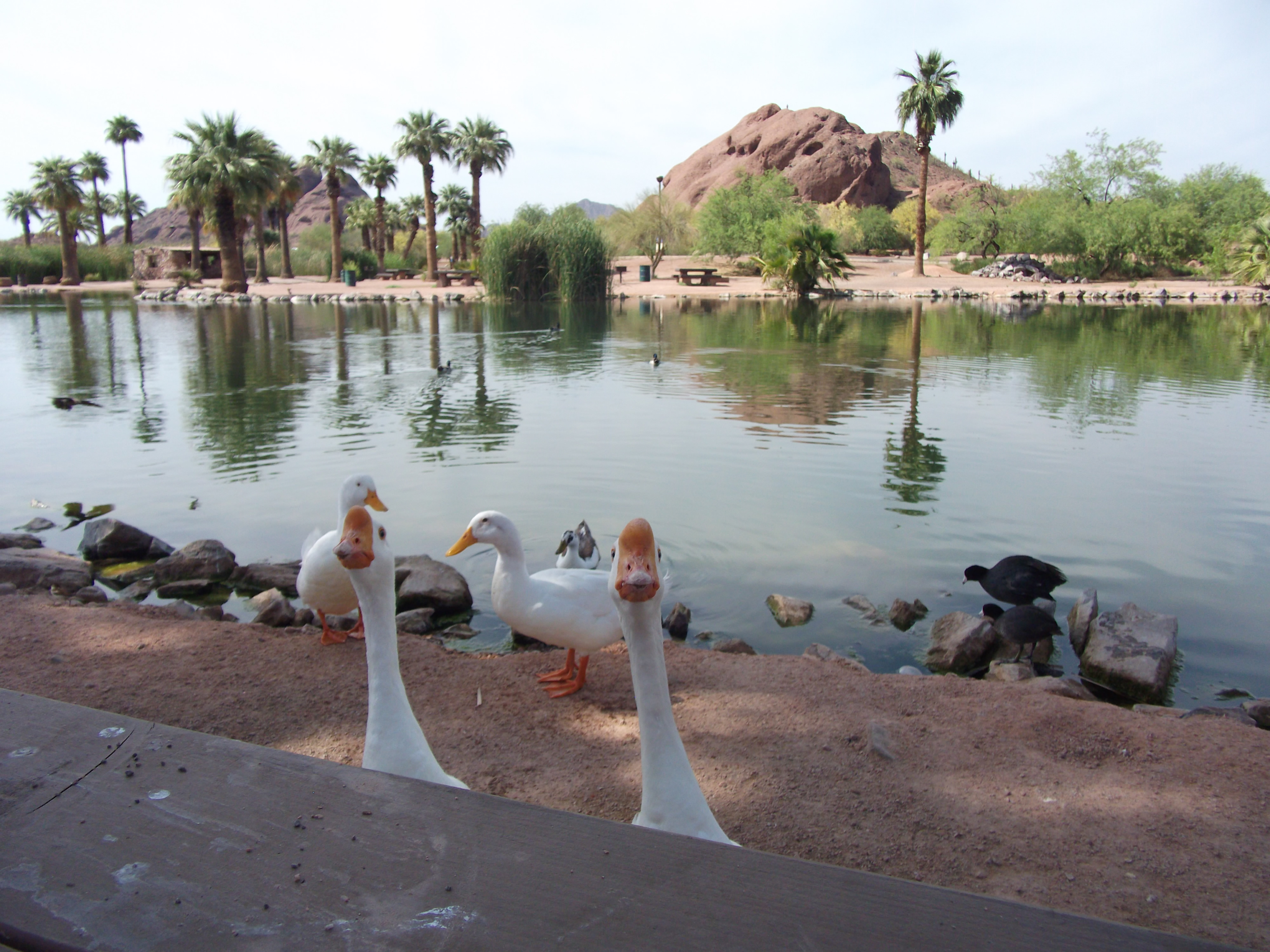 Duck Trails on Papago Pond