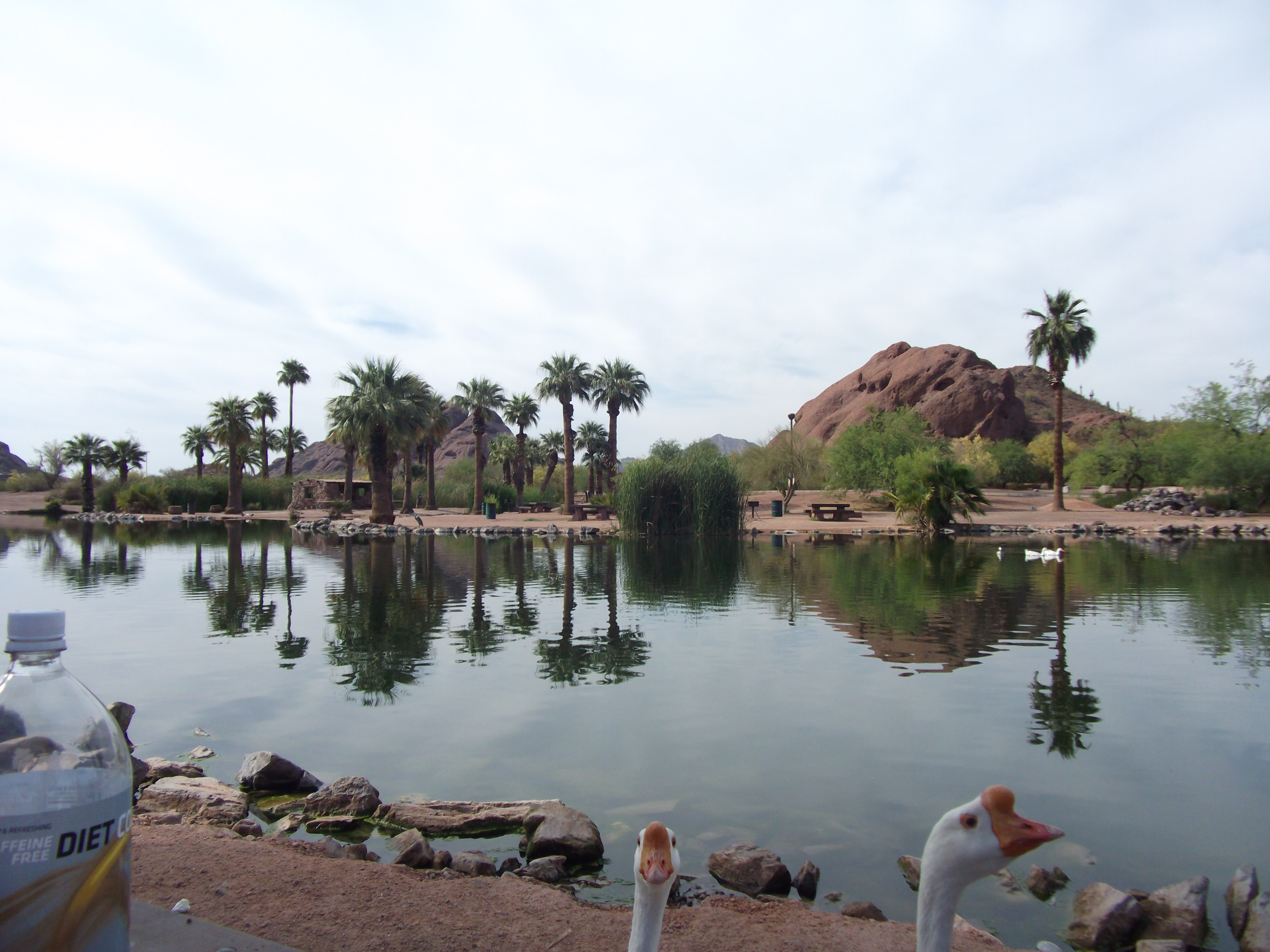 Heads of Geese on reflective Papago Park