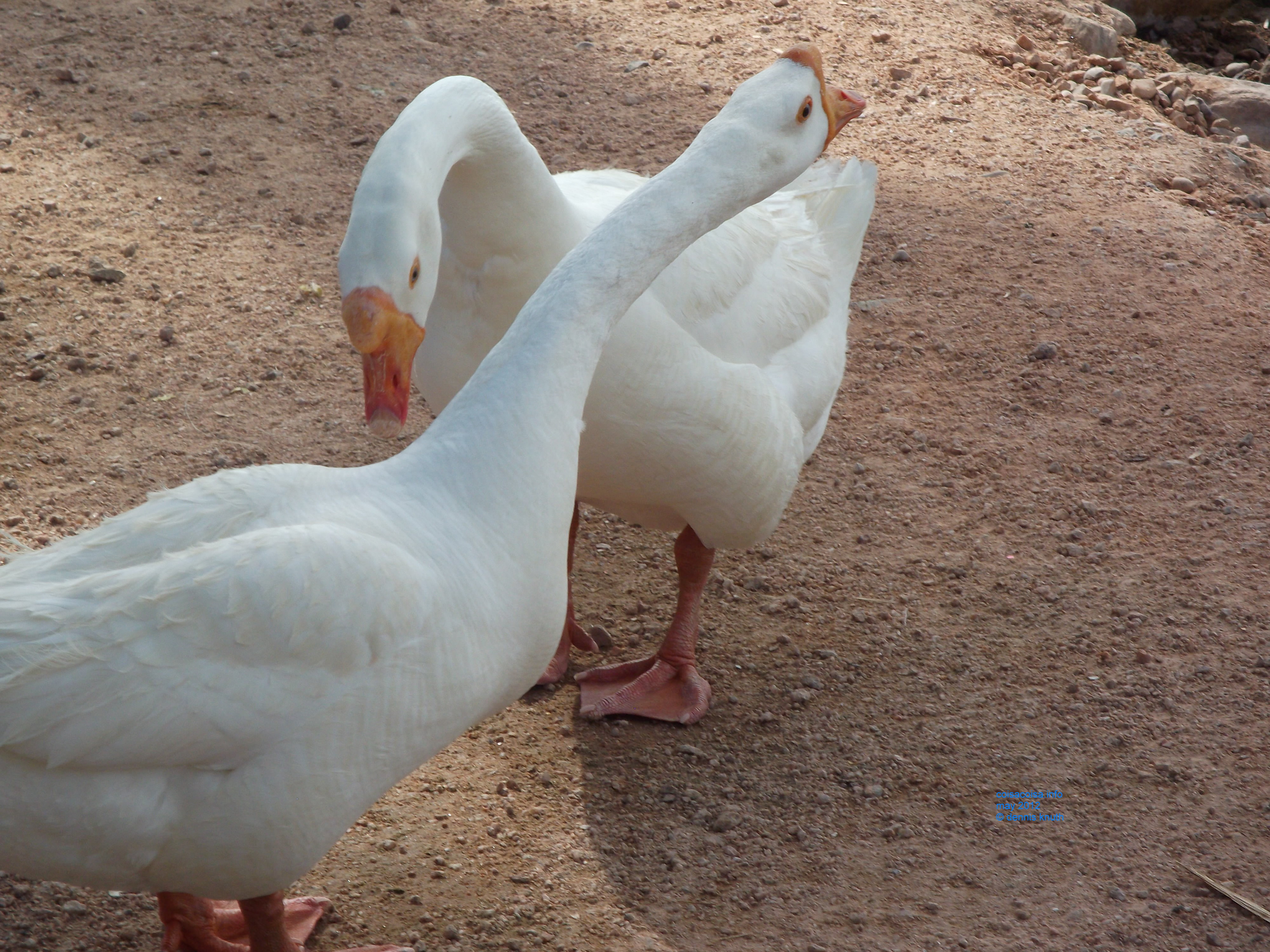 Geese in Papago Park in PHoenix