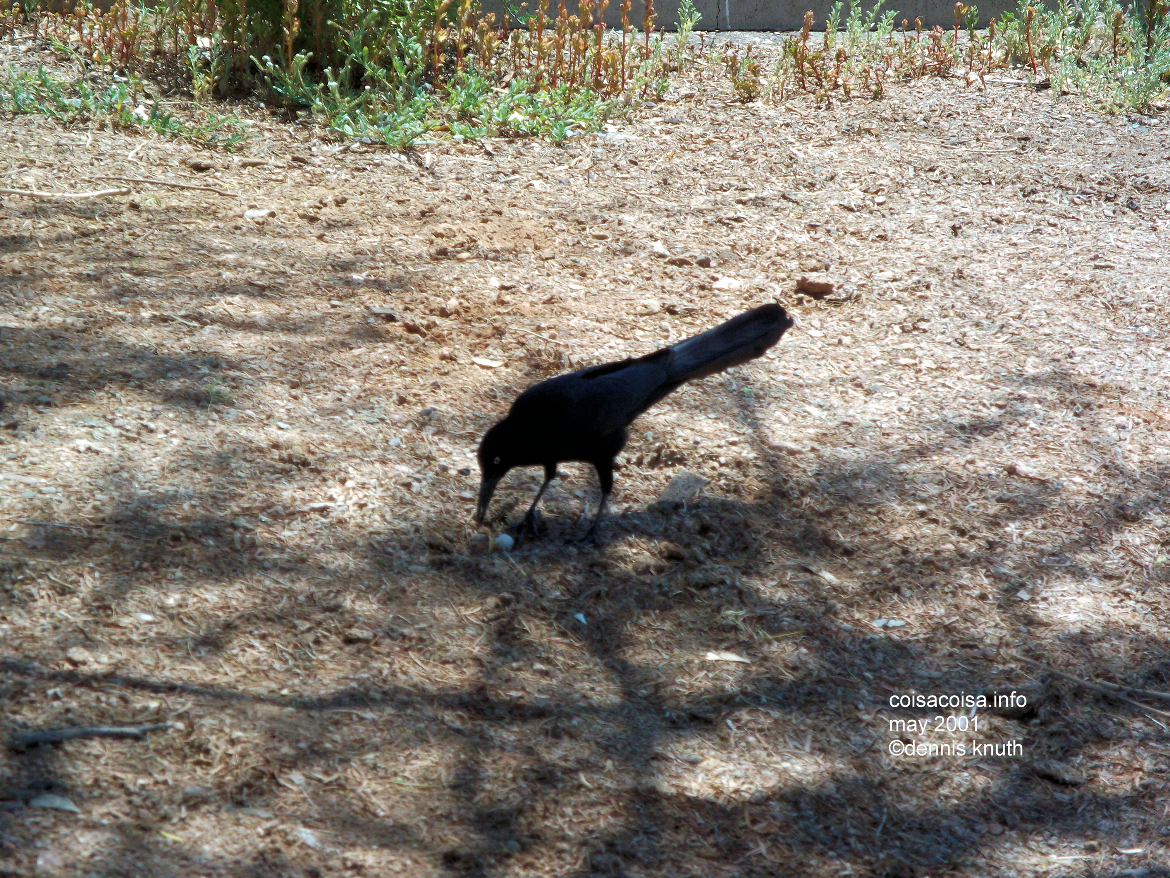 Magpie Blackbird in Papago Park