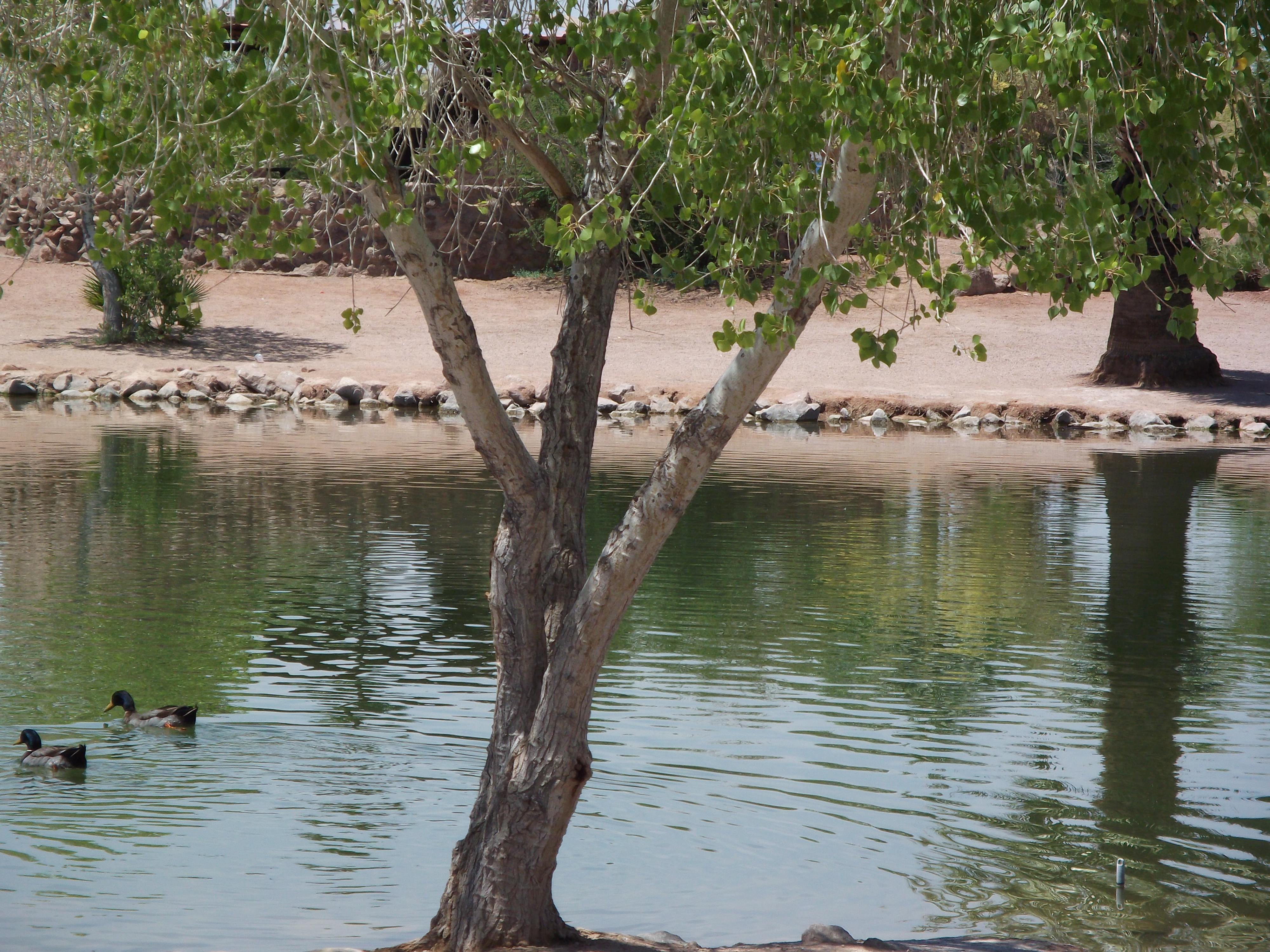Tree on Papago Park Lake with ducks swimming by