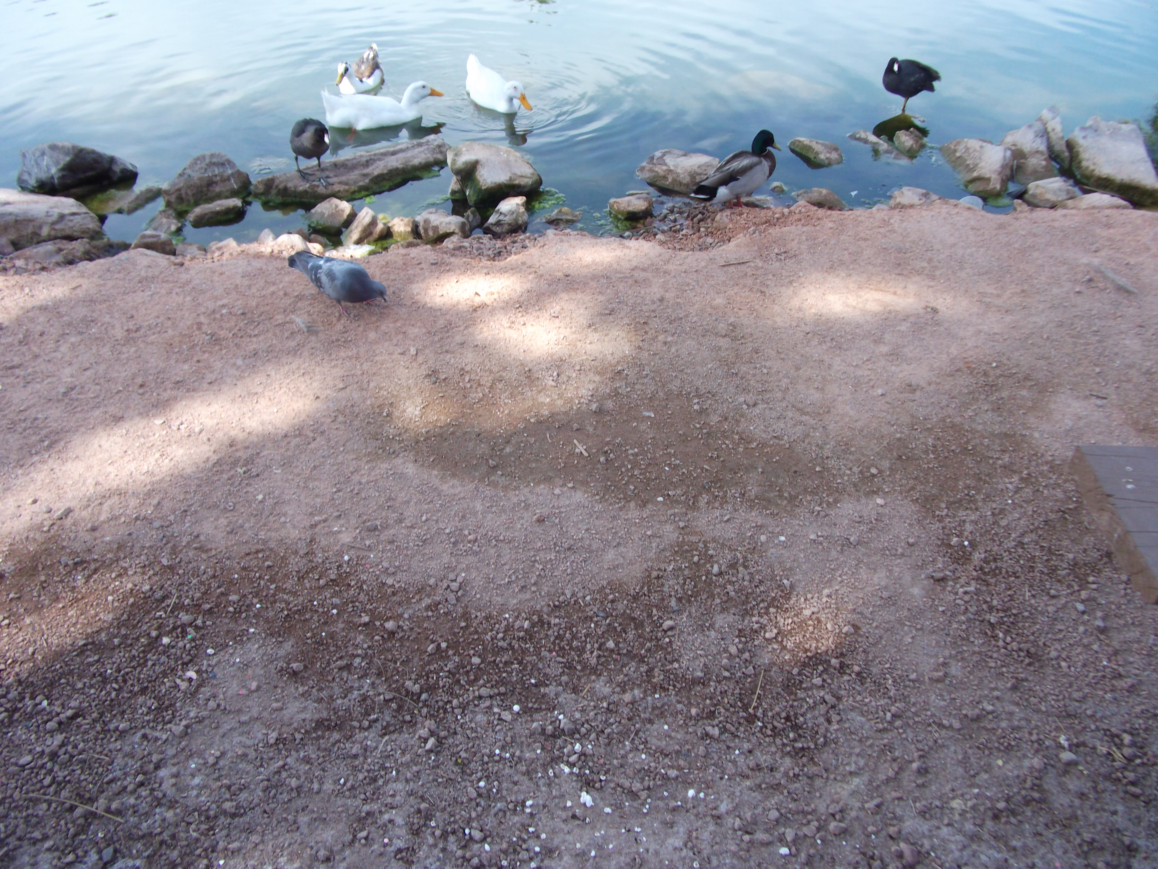 Ducks in Phoenxi