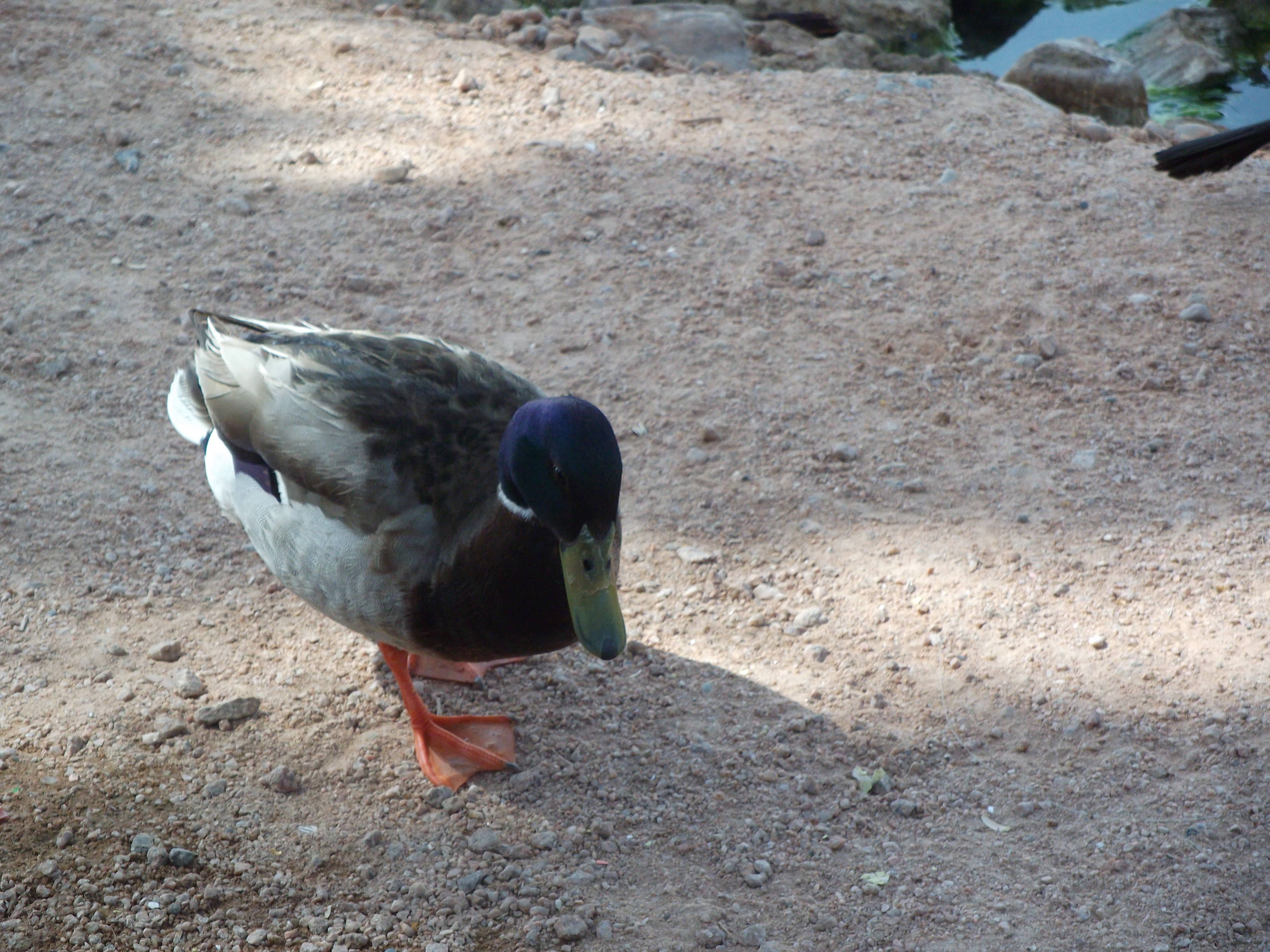 Mallard Duck begging closeup
