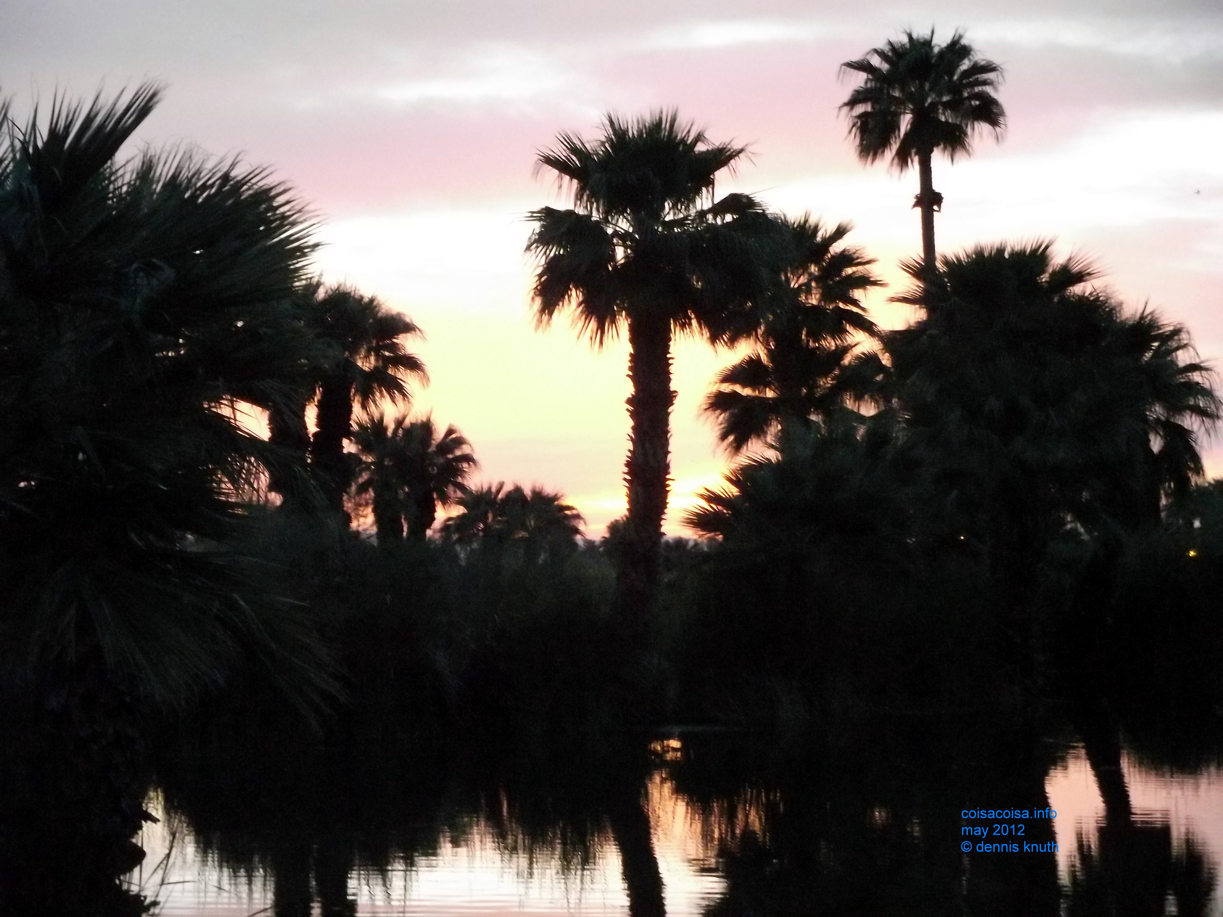 Papago Park Palms silhouetted by the setting sun