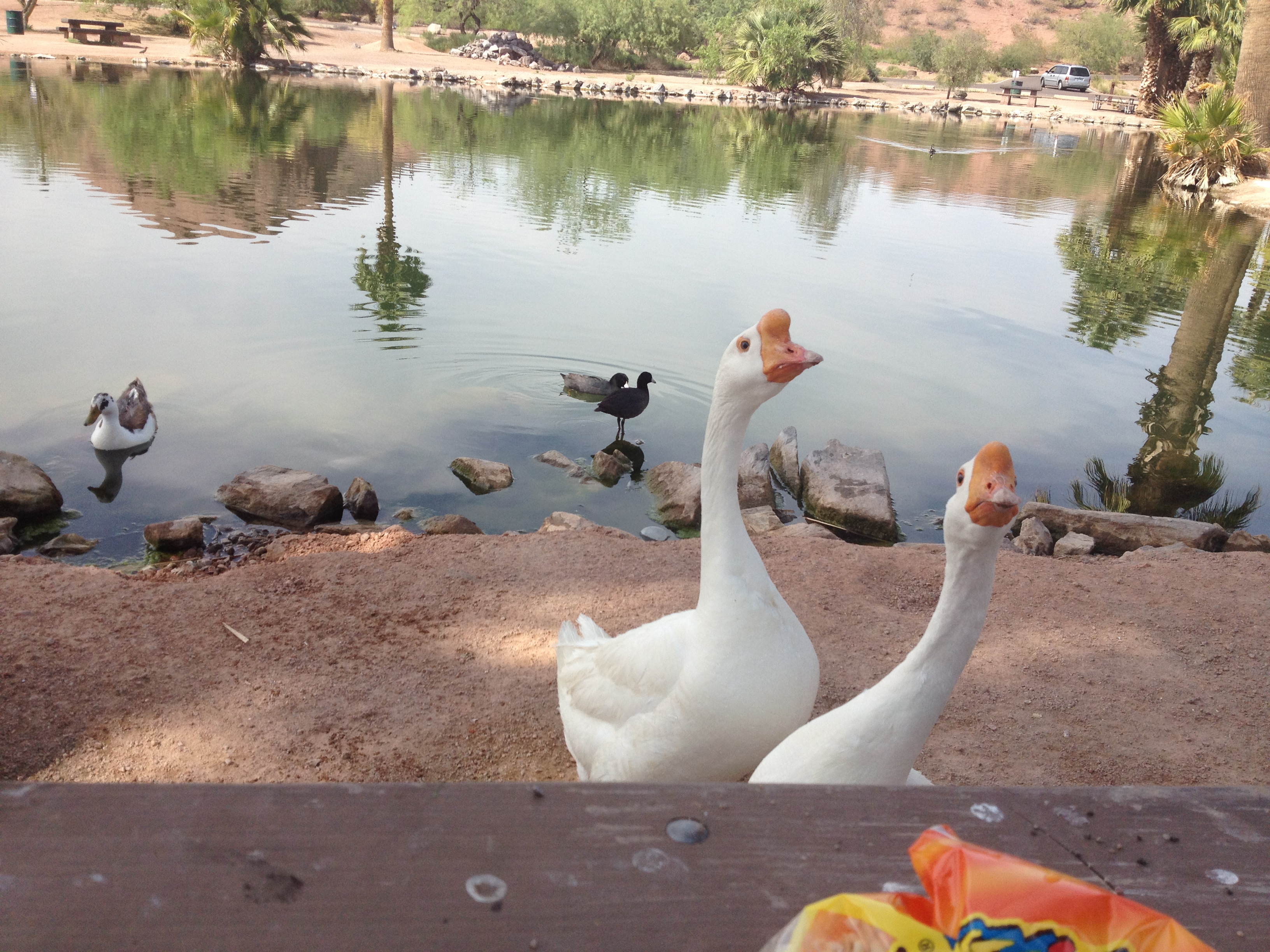 Pair of Geese in Papago Park on the Lake
