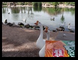 Popcorn for the geese