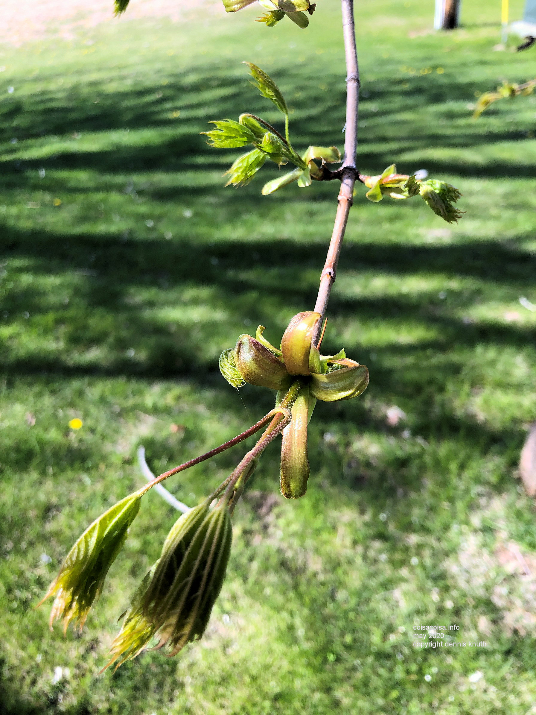 Blossoming maple in Northern Wisconsin
