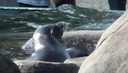 Central Park Zoo Seals