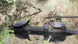 Turtles in Central Park Zoo