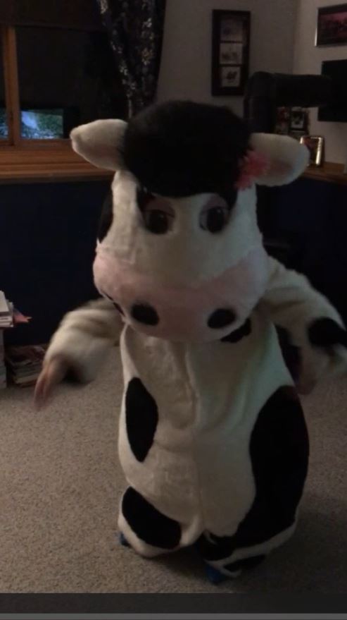 Video photo of a cow dancing
