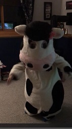Dancing Cow video with music