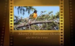 Sherri's Oriole Video